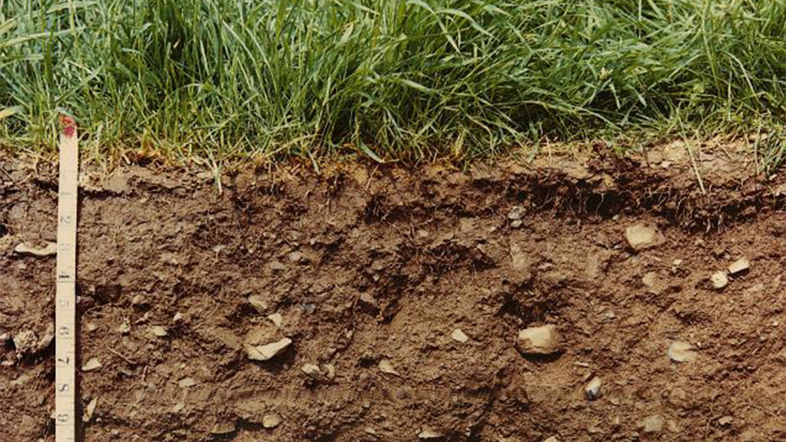 Почвы средней полосы. Почвы Нижегородской области. Почвенный Покров. Грунт (почва). Плодородные малоплодородные и неплодородные почвы.