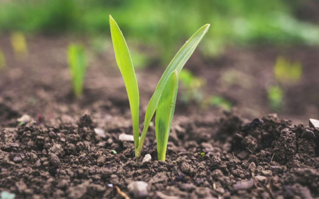 Zoom into Soil: Soil Functions