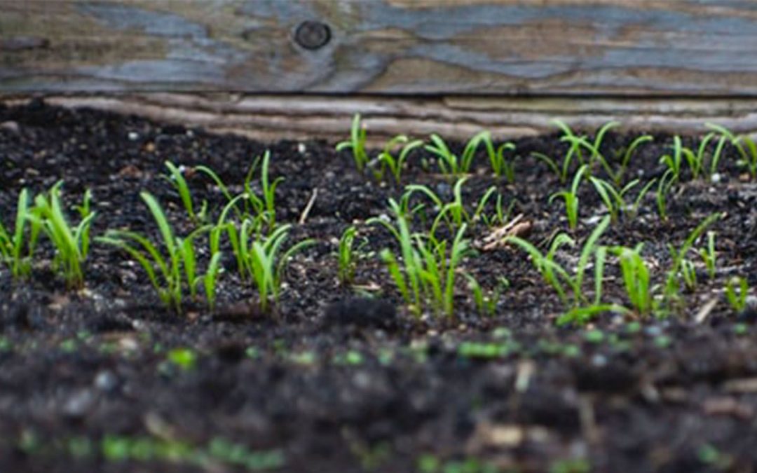 Zoom into Soil: Hidden Processes in Soil