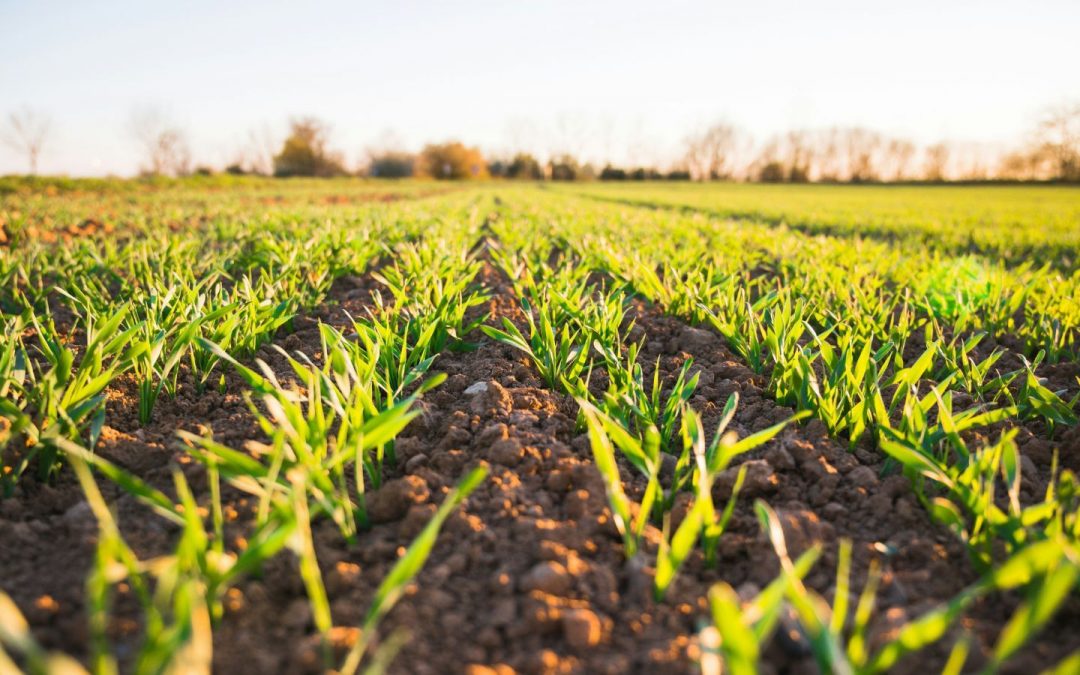 BSSS Response to the Land Use Framework Consultation