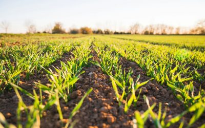 BSSS Response to the Land Use Framework Consultation